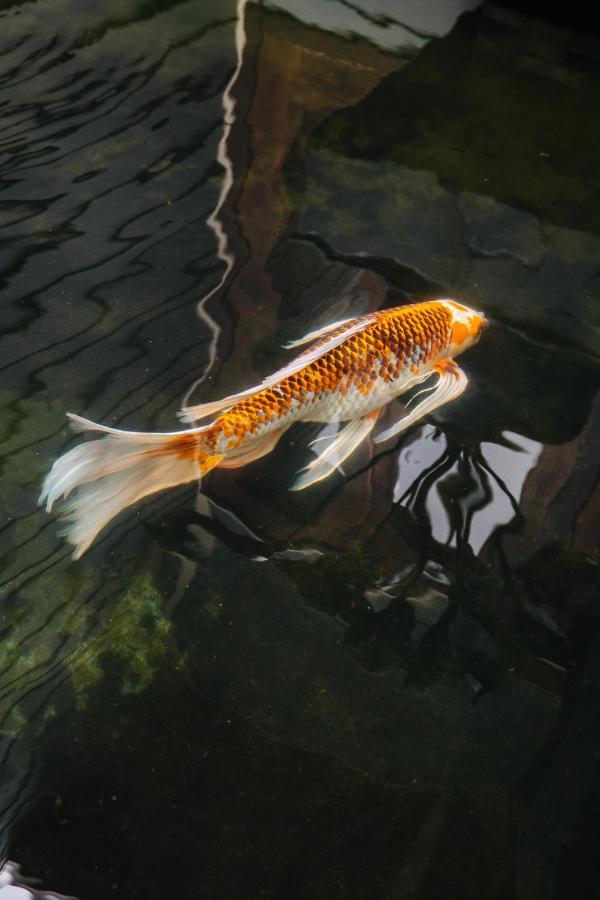 The Koi House With Pool Διαμέρισμα Καϊλούα-Κόνα Εξωτερικό φωτογραφία